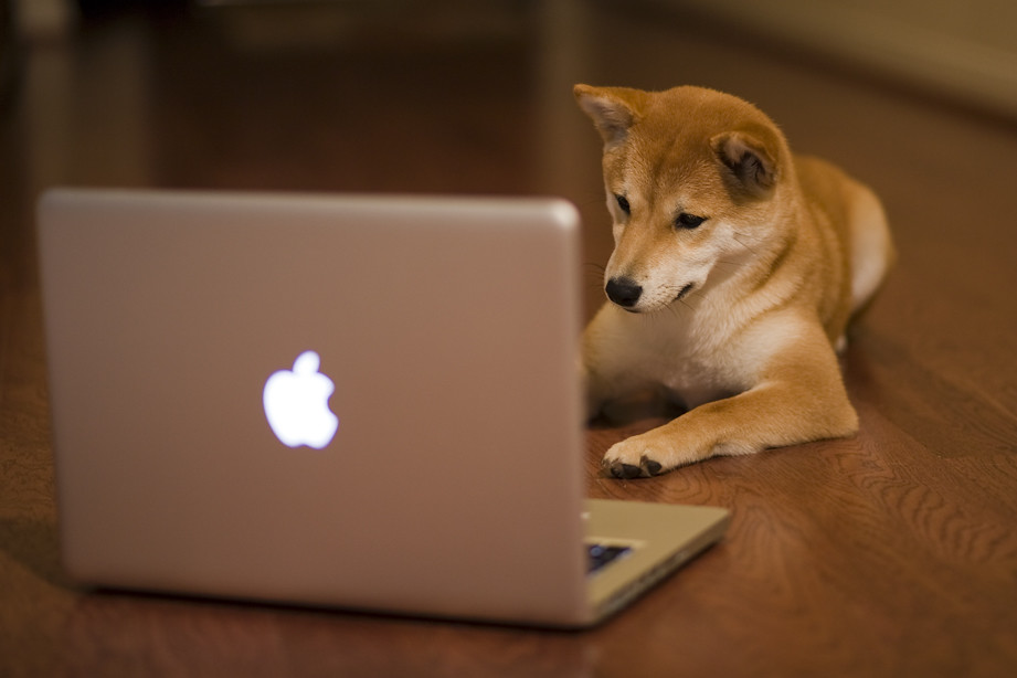 random shiba inu sticker to test image